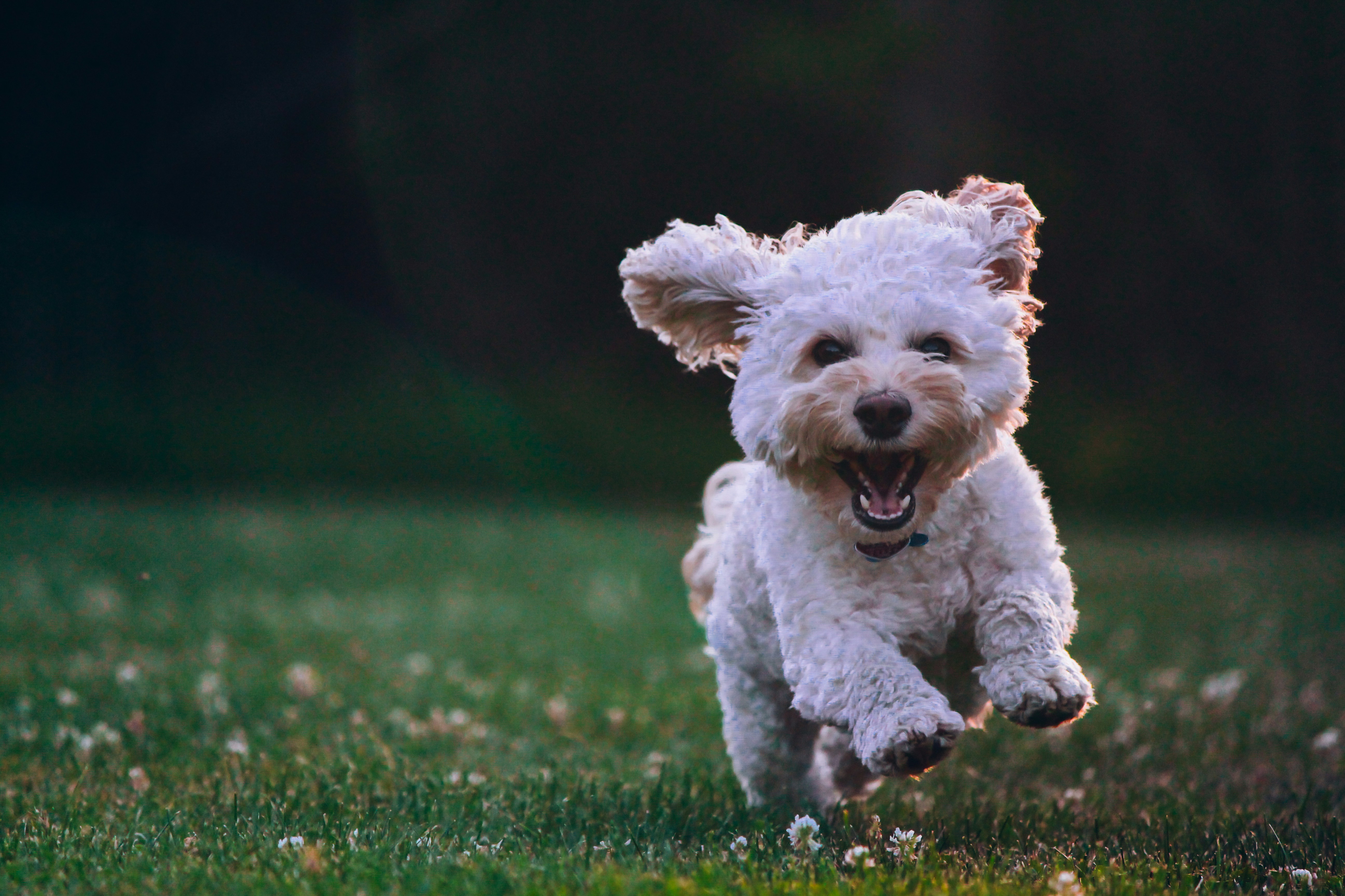 Photo by <a href="https://unsplash.com/@joeyc?utm_content=creditCopyText&utm_medium=referral&utm_source=unsplash">Joe Caione</a> on <a href="https://unsplash.com/photos/shallow-focus-photography-of-white-shih-tzu-puppy-running-on-the-grass-qO-PIF84Vxg?utm_content=creditCopyText&utm_medium=referral&utm_source=unsplash">Unsplash</a>   