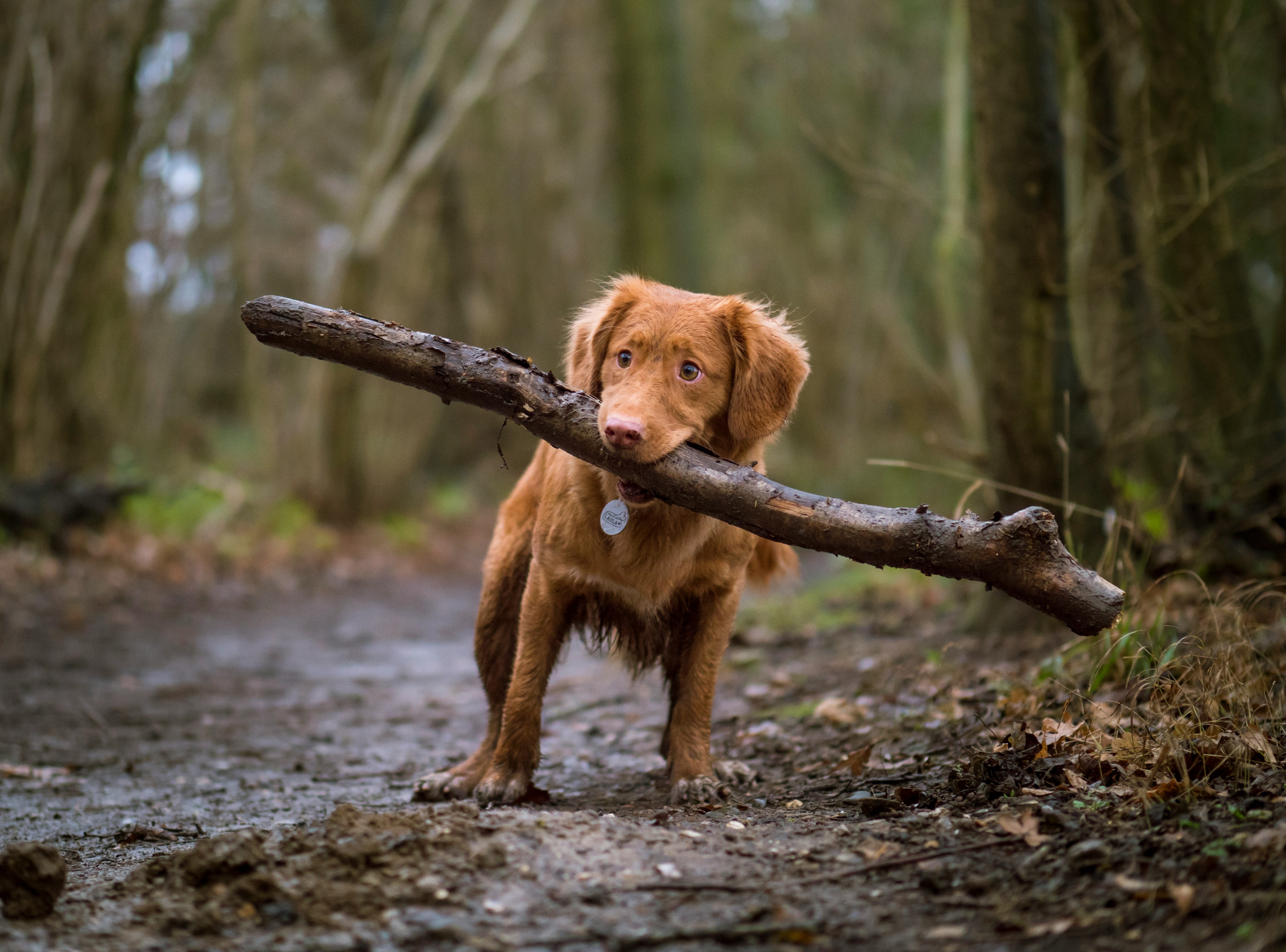 Photo by <a href="https://unsplash.com/@jamie452?utm_content=creditCopyText&utm_medium=referral&utm_source=unsplash">Jamie Street</a> on <a href="https://unsplash.com/photos/dog-biting-brown-wood-on-road-uNNCs5kL70Q?utm_content=creditCopyText&utm_medium=referral&utm_source=unsplash">Unsplash</a>   