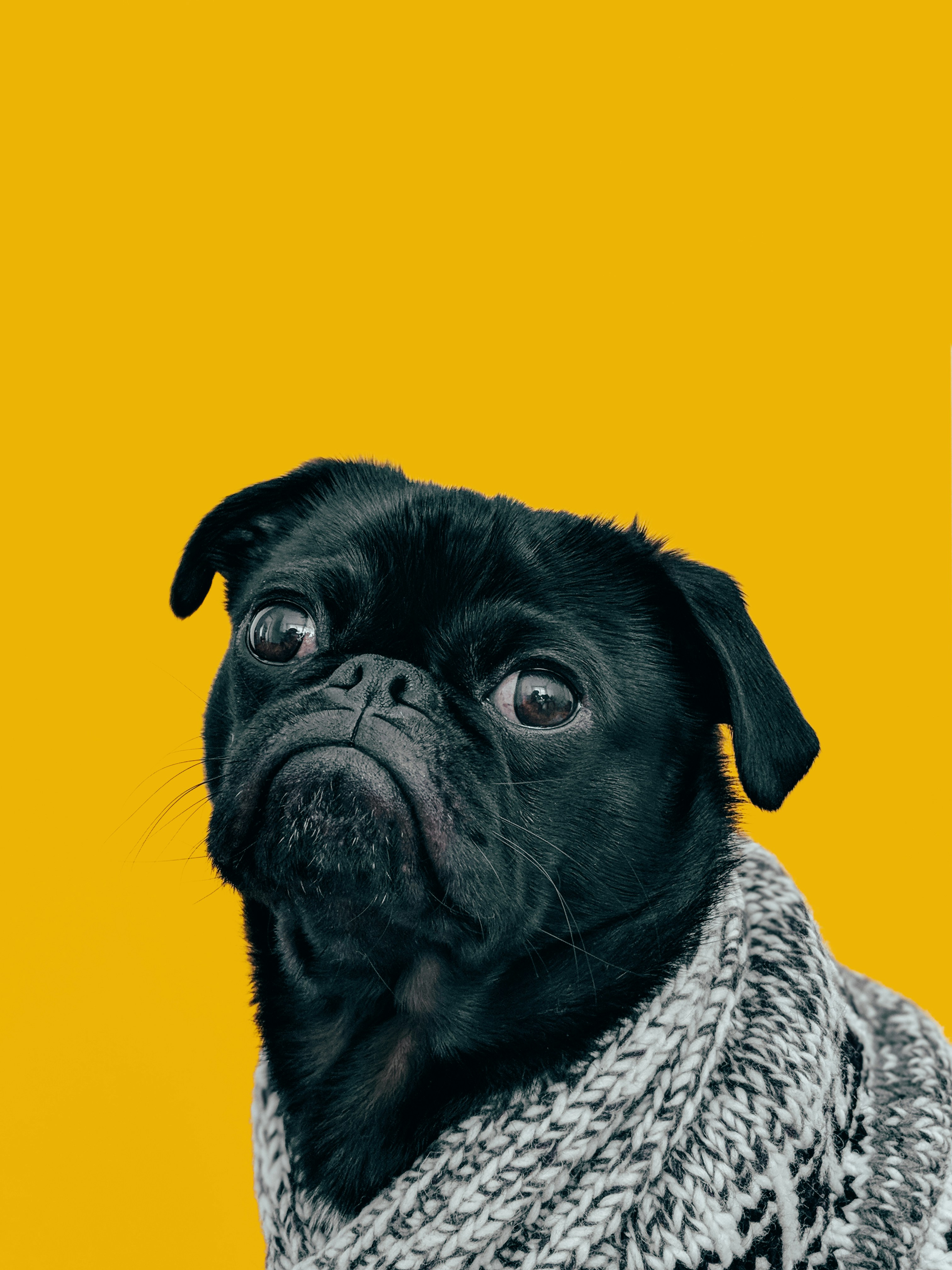 Photo by <a href="https://unsplash.com/@charlesdeluvio?utm_content=creditCopyText&utm_medium=referral&utm_source=unsplash">charlesdeluvio</a> on <a href="https://unsplash.com/photos/black-pug-with-gray-knit-scarf-Mv9hjnEUHR4?utm_content=creditCopyText&utm_medium=referral&utm_source=unsplash">Unsplash</a>   